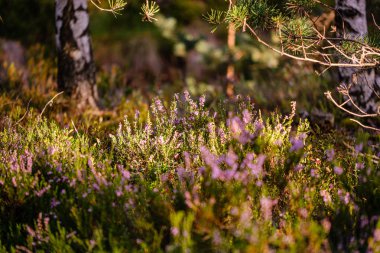 yeşil bulanıklık arka plan üzerinde yaz ormanda çiçeklenme fundalık