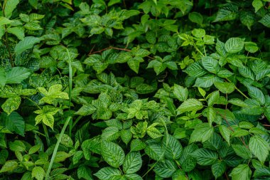 yeşil taze yeşillik. yaz aylarında güneş ışığında ağaç yaprağı. abstra