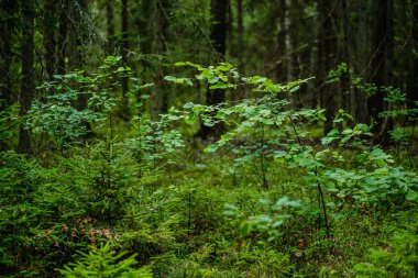 yeşil taze yeşillik. yaz aylarında güneş ışığında ağaç yaprağı. abstra