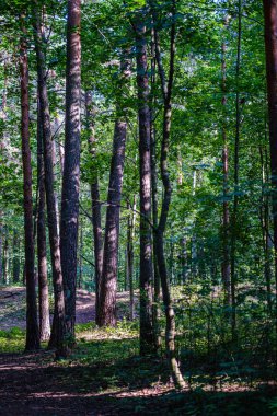 yeşil taze yeşillik. yaz aylarında güneş ışığında ağaç yaprağı. abstra