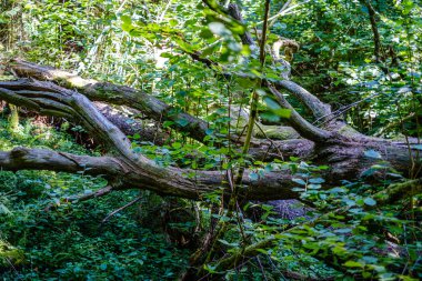 ormanda eski kuru kırık ağaç gövdeleri ve stomps 