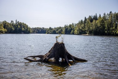yaz günü mavi su ile orman gölü ve eski yansımaları