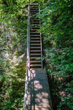 yaz yeşil ormanda ahşap merdivenler