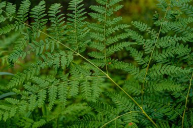 yeşil taze yeşillik. yaz aylarında güneş ışığında ağaç yaprağı. abstra