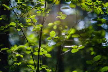 yeşil taze yeşillik. yaz aylarında güneş ışığında ağaç yaprağı. abstra
