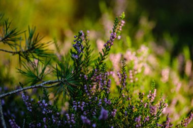 yeşil bulanıklık arka plan üzerinde yaz ormanda çiçeklenme fundalık