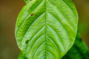 yeşil taze yeşillik. yaz aylarında güneş ışığında ağaç yaprağı. abstra