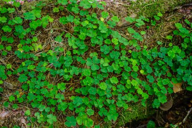 yeşil taze yeşillik. yaz aylarında güneş ışığında ağaç yaprağı. abstra