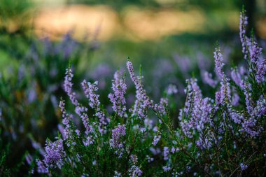 yeşil bulanıklık arka plan üzerinde yaz ormanda çiçeklenme fundalık