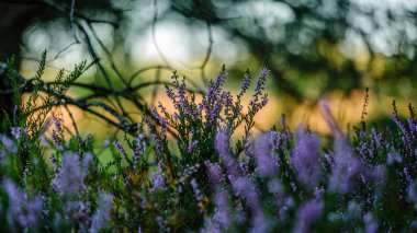 yeşil bulanıklık arka plan üzerinde yaz ormanda çiçeklenme fundalık