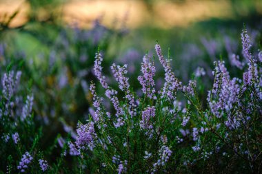 yeşil bulanıklık arka plan üzerinde yaz ormanda çiçeklenme fundalık