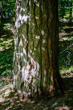 ormanda eski kuru kırık ağaç gövdeleri ve stomps 