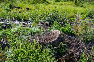 ormanda eski kuru kırık ağaç gövdeleri ve stomps 