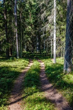 yeşil yaz ormanında dalgalı çakıl yol