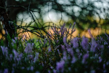 yeşil bulanıklık arka plan üzerinde yaz ormanda çiçeklenme fundalık