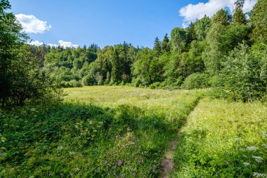 yeşil taze yeşillik. yaz aylarında güneş ışığında ağaç yaprağı. abstra