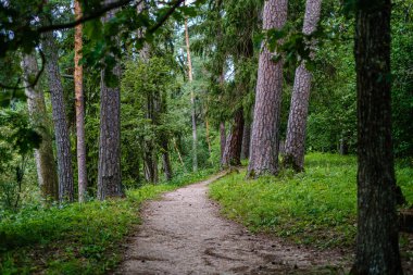 yeşil yaz ormanında dalgalı çakıl yol