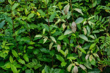 yeşil taze yeşillik. yaz aylarında güneş ışığında ağaç yaprağı. abstra