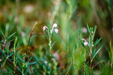 yeşil bulanıklık arka plan üzerinde yaz ormanında çiçek açan çiçekler