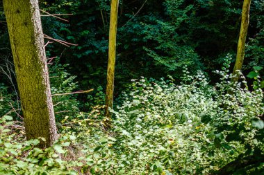 ormanda eski kuru kırık ağaç gövdeleri ve stomps 