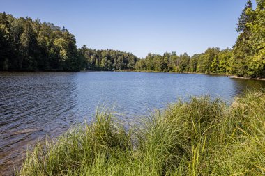 yaz günü mavi su ile orman gölü ve eski yansımaları