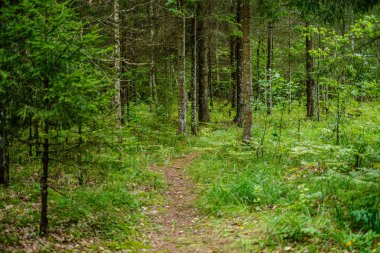 yeşil taze yeşillik. yaz aylarında güneş ışığında ağaç yaprağı. abstra