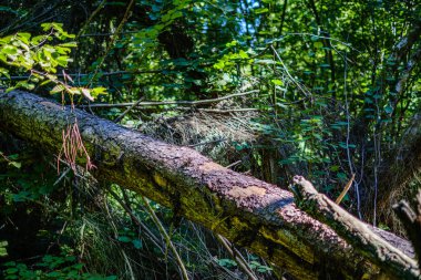 ormanda eski kuru kırık ağaç gövdeleri ve stomps 