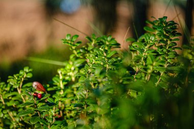 yeşil taze yeşillik. yaz aylarında güneş ışığında ağaç yaprağı. abstra
