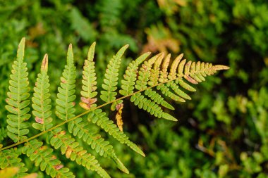 yeşil taze yeşillik. yaz aylarında güneş ışığında ağaç yaprağı. abstra