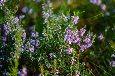 yeşil bulanıklık arka plan üzerinde yaz ormanda çiçeklenme fundalık
