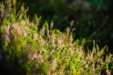 yeşil bulanıklık arka plan üzerinde yaz ormanda çiçeklenme fundalık