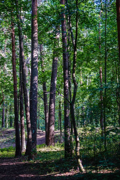 Feuillage vert frais. feuille d'arbre en été au soleil. abstra — Photo