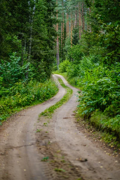 Хвиляста гравійна дорога в зеленому літньому лісі — стокове фото