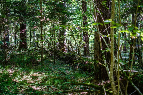 Vecchi tronchi d'albero secchi rotti e calpesti nella foresta — Foto Stock