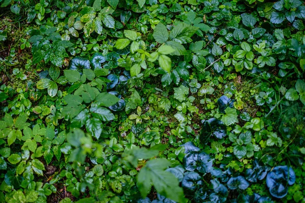 Follaje fresco verde. hoja de árbol en el día de verano a la luz del sol. abstra — Foto de Stock