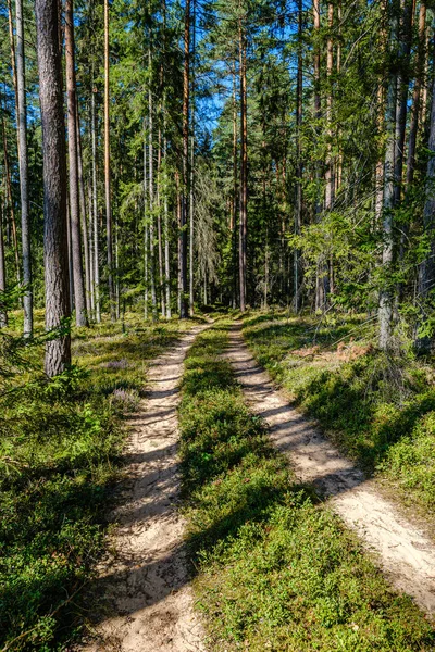 Волнистая гравийная дорога в зеленом летнем лесу — стоковое фото