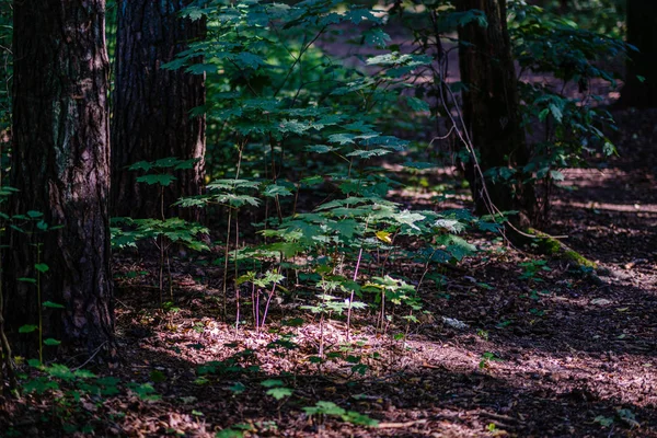 Grönt färskt bladverk. träd löv på sommardagen i solljus. Abstr — Stockfoto