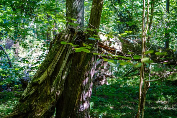 Velhos troncos de árvores quebradas secas e pisos na floresta — Fotografia de Stock