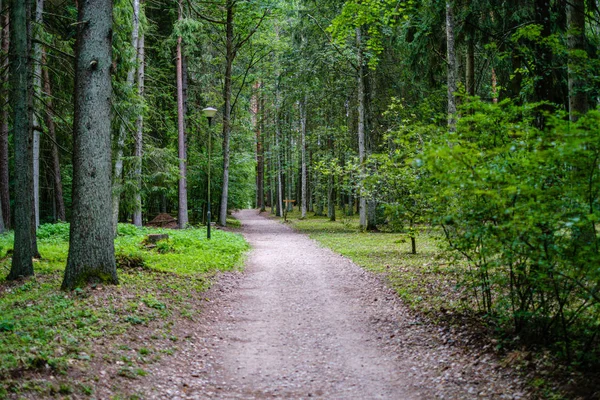 Camino de grava ondulado en el verde bosque de verano — Foto de Stock