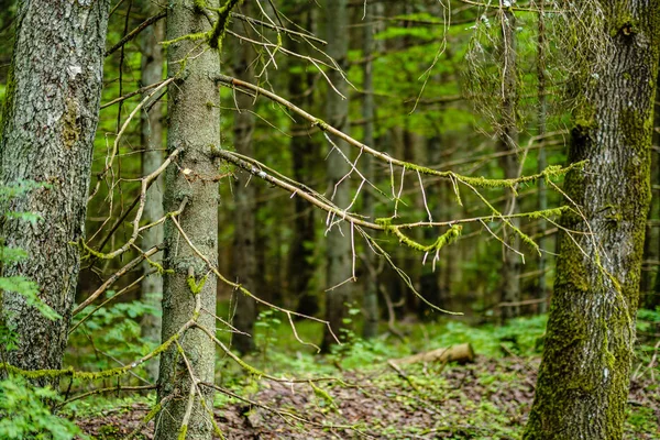 ormanda eski kuru kırık ağaç gövdeleri ve stomps 