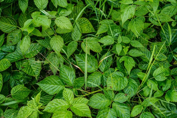 Follaje fresco verde. hoja de árbol en el día de verano a la luz del sol. abstra — Foto de Stock