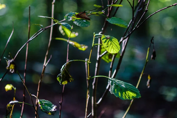 Зеленая свежая листва. листья деревьев в летний день при солнечном свете. abstra — стоковое фото