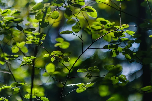 Zielone, świeże liście. liść drzewa w letnim dniu w słońcu. ś — Zdjęcie stockowe