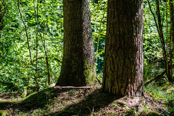 Gamla torra brutna trädstammar och stampar i skogen — Stockfoto