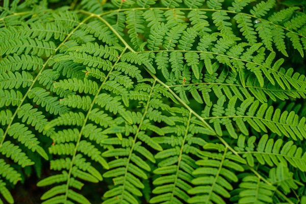 Follaje fresco verde. hoja de árbol en el día de verano a la luz del sol. abstra —  Fotos de Stock