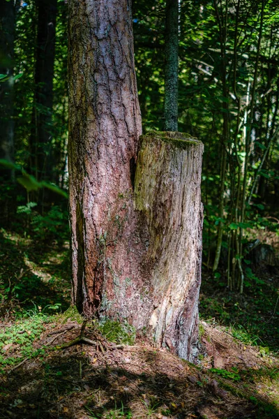 Stará suchá rozbitá stromová struktura stromů a žaludky v lese — Stock fotografie