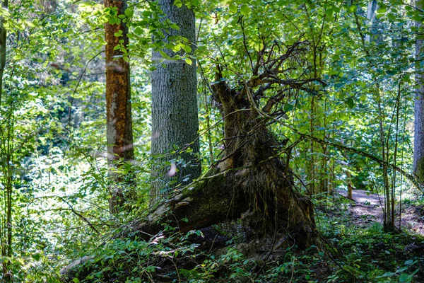 Troncos de árboles rotos secos viejos y pisadas en el bosque — Foto de Stock