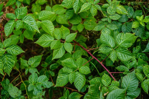 Folhagem verde fresca. folha de árvore no dia de verão na luz solar. abstra — Fotografia de Stock