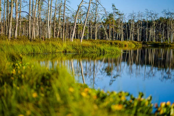 Lago di foresta con acqua blu nella giornata estiva e riflessi di vecchio — Foto Stock