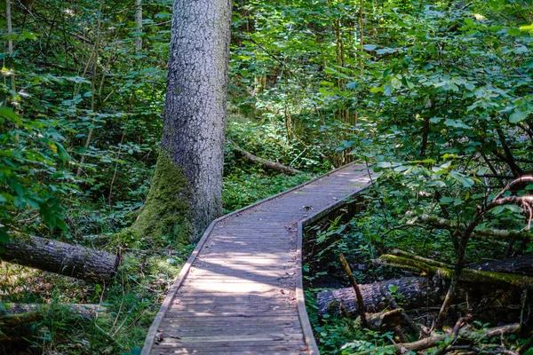 Escaleras de madera en el bosque verde de verano — Foto de Stock